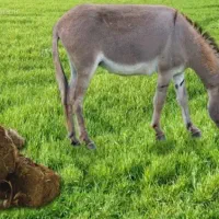 فروش عمده عنبرنساء اصل