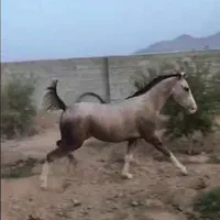 فروش کره مادیان دره شور 2.5سال