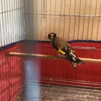 سهره نر سرمایی|پرنده|همدان, |دیوار