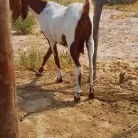 بز پتیری آبستن سنگین شیری هیکل