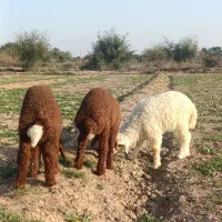 بره گوسفند میش بز گاو