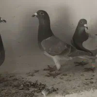 لایی سرخ عطیقه