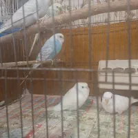 یه جفت مرغ عشق مولد با ۴ تا جوجه|پرنده|خرمآباد (تنکابن), |دیوار