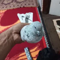 کبوتر گرفته زوردار