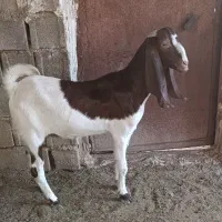 بز پاکستانی
