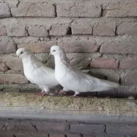 کبوتر سفید|پرنده|چهاربرج, |دیوار