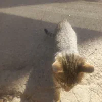 گربه رایگان.|گربه|کرمانشاه, |دیوار