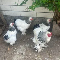 تخم مرغ برهما