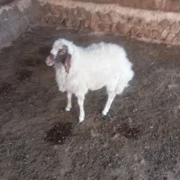 بره قوچ سنجابی