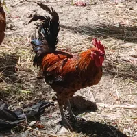 خروس خوش آواز