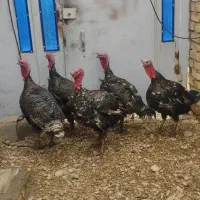 بوقلمون های نر فروشی