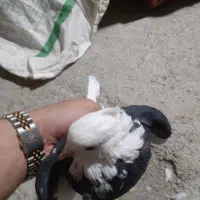 کفتر|پرنده|کرمانشاه, |دیوار