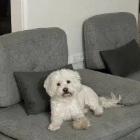 پودل مالتیز