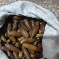 بلوط|لوازم جانبی حیوانات|شیراز, شاه قلی بیگی|دیوار