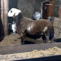 بره‌ قوچ پلنگی