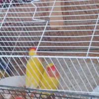 کوتوله فروشی|پرنده|بیرجند, |دیوار