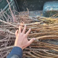 تک و عمده انواع نهال و درخت ریشه لخت موجود