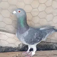 کفترمسافتی