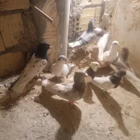 کبوتر|پرنده|تربت جام, مطهری|دیوار