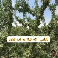 فروش نهال|خدمات باغبانی و درختکاری|امامزاده عبدالله, |دیوار