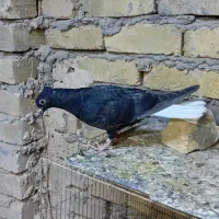 کبوتر دم سفید