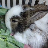 خرگوش لپ پشمالو ناناز