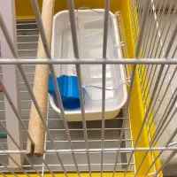 قفس پرنده|لوازم جانبی حیوانات|قم, بنیاد|دیوار