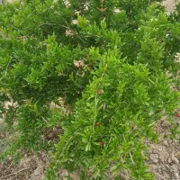 فروش باغچه 900 متری سند تک برگ|فروش دفتر صنعتی، کشاورزی، تجاری|رباط‌کریم, رباط‌کریم|دیوار