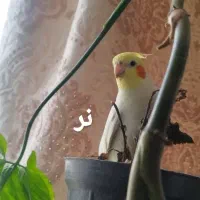 عروس هلندی نر و ماده