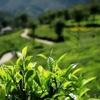 بازاریاب حضوری