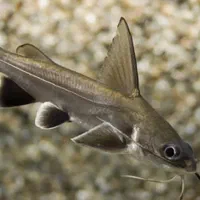 گله کت فیش ویسکرز ، چوب آبنوس نیم متری|ماهی|رشت, چله خانه|دیوار