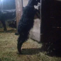 عزیز چهار عددبزغاله یکی تر بقیه ماده همش۱۵/۵|حیوانات مزرعه|سجاس رود, |دیوار