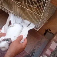 کبوتر|پرنده|کازرون, |دیوار