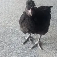 جوجه مرغ کاکلی