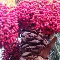 خرما مضافتی درجه یک سراوان مهرستان
