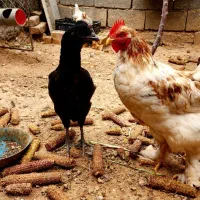 مرغ خروس تخمگذار|حیوانات مزرعه|بجنورد, |دیوار