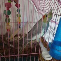 عروس هلندی سخنگو|پرنده|سراب, |دیوار