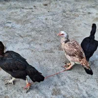 مرغ|حیوانات مزرعه|قروه, |دیوار