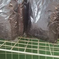 چای اصل لاهیجان|خوردنی و آشامیدنی|تهران, اباذر|دیوار