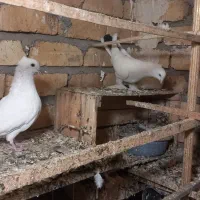 نرومادهدمسیاهکاکلیپرپا|پرنده|قنوات, |دیوار