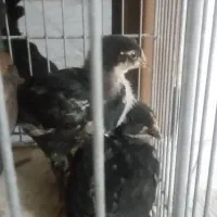 ۴عددجوجه‌رسمی‌نژاد‌گلین