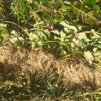 نشانهال توت فرنگی کردستان