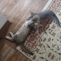 گربه|گربه|بندر انزلی, انصار الحسین|دیوار