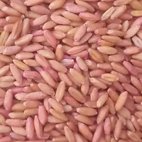 گندم اصلاح شده هشترودایوان