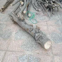 فروش چوب تر