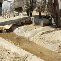 بز فارسی|حیوانات مزرعه|بهبهان, |دیوار