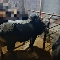 ورزا کوله آس|حیوانات مزرعه|سنگر, |دیوار