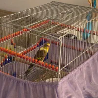 سهره قناری ابلق|پرنده|ورامین, خیر آباد|دیوار