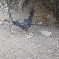 مرغ طوس لاری