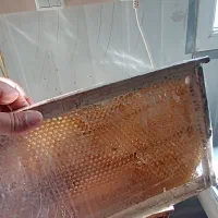 پوکه زنبور عسل